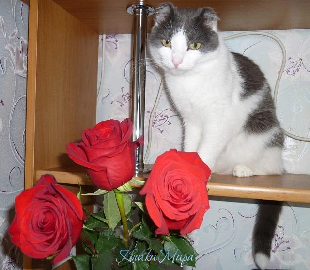 Лисёнка