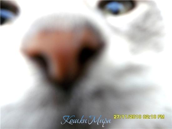 Фея