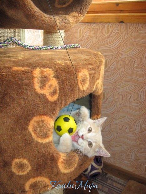 Голкипер