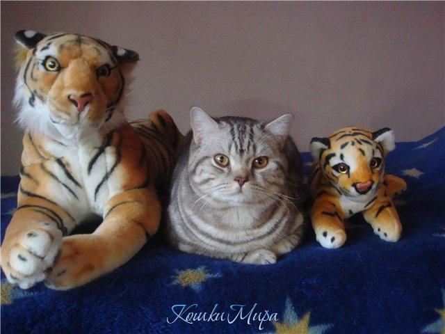 Чем я не тигр?