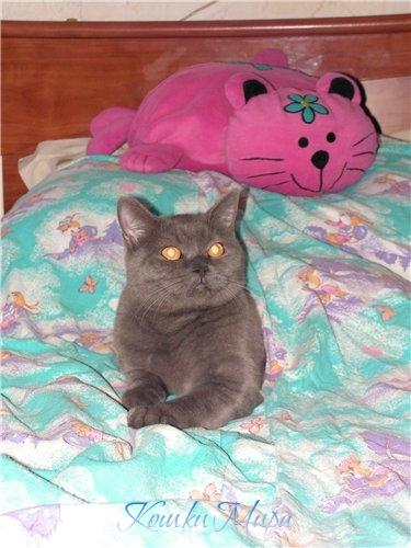 Найди настоящую кошку, а не игрушку