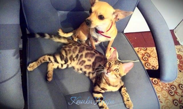 Наш котик Каин со своей собачкой Семёном)))