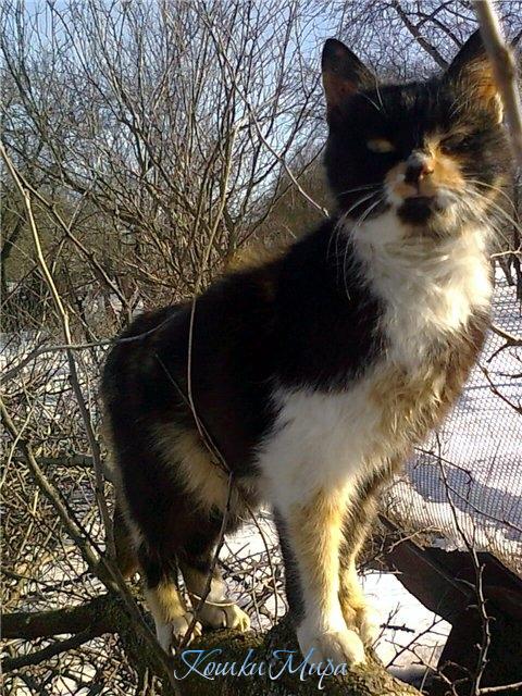 Царица Клеопатра