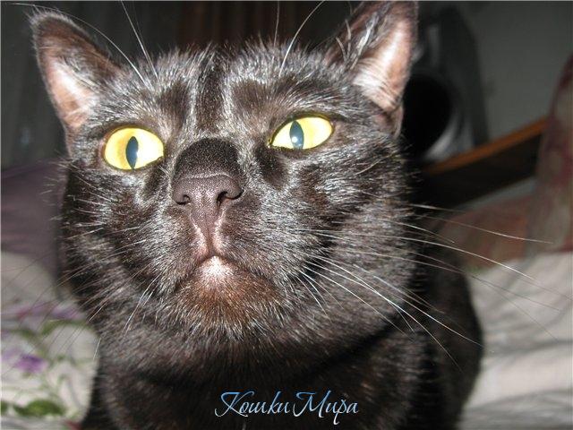 А я котЭ