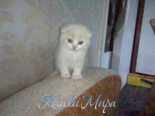 Sofi