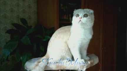 Sofi