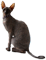 fk6.png