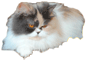 fk63.png