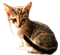 fk_173.png