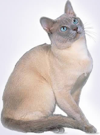 Тонкинез (Tonkinese)
