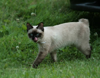 Меконгский бобтейл (Mekong Bobtail)